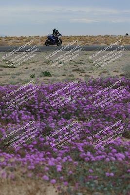 media/Jan-14-2023-SoCal Trackdays (Sat) [[497694156f]]/Turn 14 Exit Bloomig (145pm)/